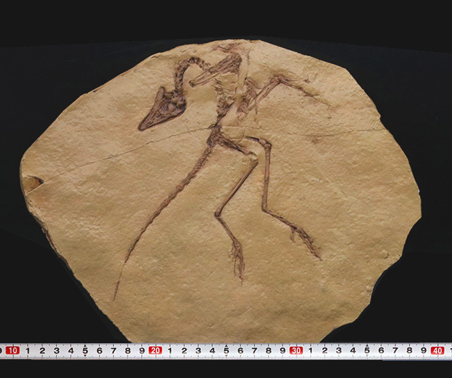 一品限り！始祖鳥（Archaeopteryx lithographica）のレプリカ標本（その8）