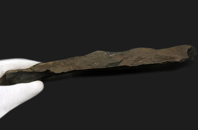 国産化石マニアックシリーズ！研究機関に保管された希少標本、古生代三畳紀に繁栄した木生シダ、ネオカラミテス（Neocalamites）の樹皮の化石（その5）