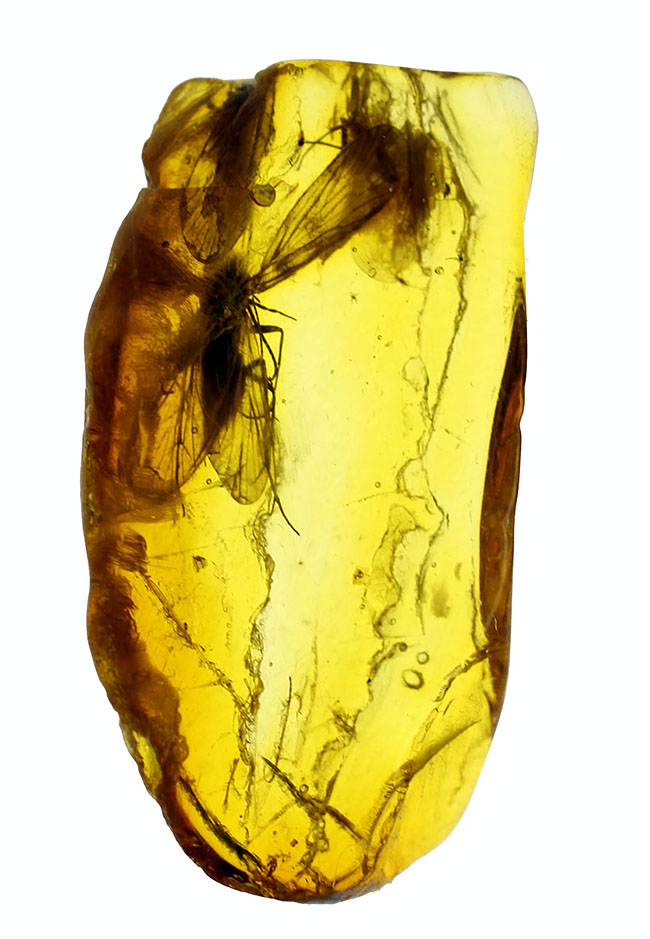 翅を大きく広げたトビケラが内包された、希少なバルト海産琥珀（Amber）（その3）
