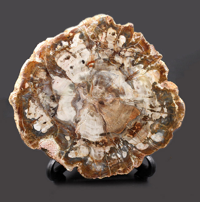 濃淡あるブラウンが作り出す複雑で美しい断面の模様にご注目！三畳紀、約２億４８００万年前の木の化石、その名は珪化木（Petrified wood）（その1）