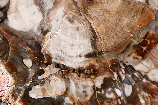 濃淡あるブラウンが作り出す複雑で美しい断面の模様にご注目！三畳紀、約２億４８００万年前の木の化石、その名は珪化木（Petrified wood）（その5）