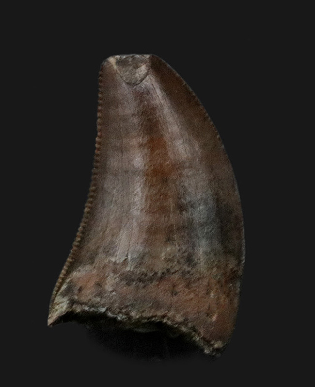 小型ながら厚みあり、モンタナ州カーター郡で採集されたティラノサウルス・レックス（Tyrannosaurus rex）の幼体の歯化石（その1）