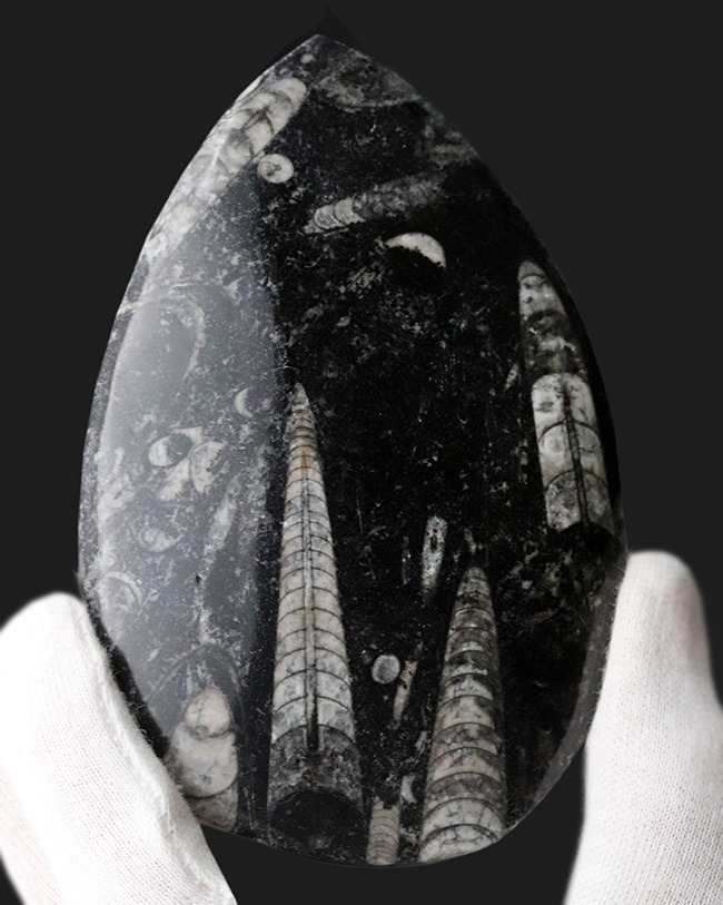 古生代を代表する頭足類、直角貝こと、オルソセラス（Orthoceras）の群集化石（その1）
