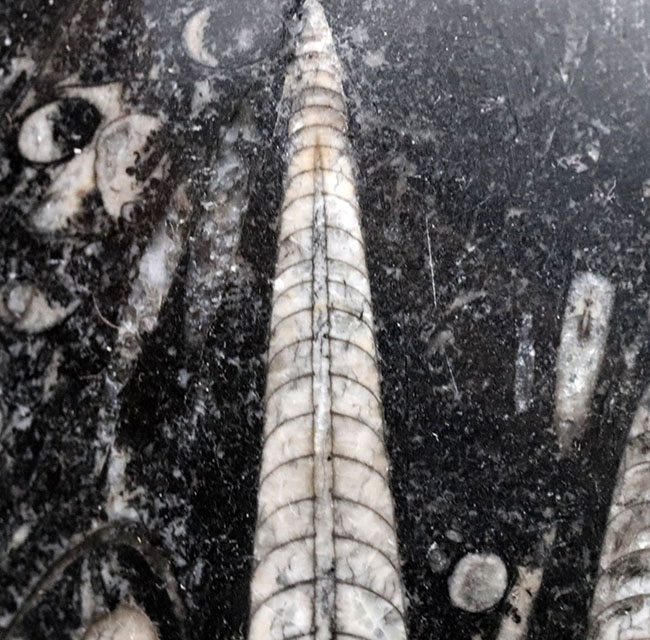 古生代を代表する頭足類、直角貝こと、オルソセラス（Orthoceras）の群集化石（その4）