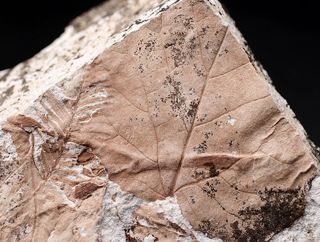 レア！兵庫県北区山田町産のメタセコイアが保存された複数種の葉を含むブロック化石。１９９２年２月２日（日）に採集されたことを示す記録あり（その2）