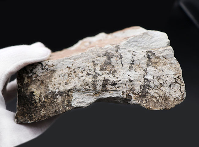 レア！兵庫県北区山田町産のメタセコイアが保存された複数種の葉を含むブロック化石。１９９２年２月２日（日）に採集されたことを示す記録あり（その8）