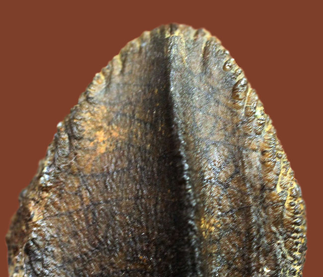 高品位！歯冠の素晴らしい保存状態にご注目ください。二股の歯根も確認できる、希少なトリケラトプスの歯化石（その10）