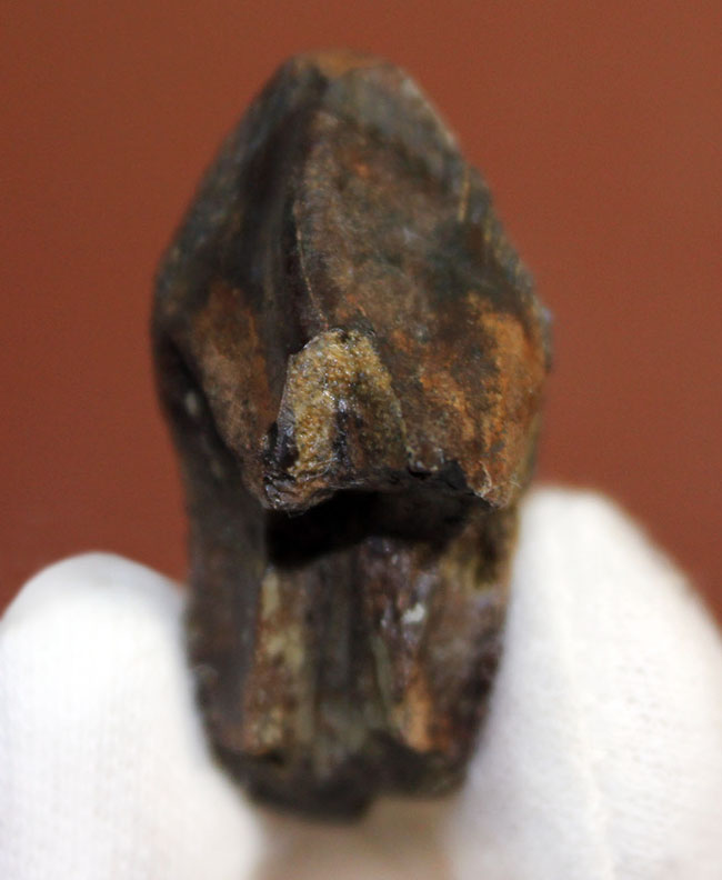 高品位！歯冠の素晴らしい保存状態にご注目ください。二股の歯根も確認できる、希少なトリケラトプスの歯化石（その4）