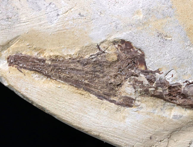 ベリーベリーベリーレア！欲しいときには手に入らない、出会った時がコレクションのタイミング。まさに一期一会の標本。極めて希少なオールドコレクション、ブラジル産メソサウルス（Mesosaurus）の全身化石（その4）