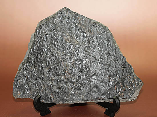 菱形のウロコ模様が明瞭。最高品質。石炭紀の巨木、レピドデンドロン(Lepidodendron)の樹皮の化石（その1）