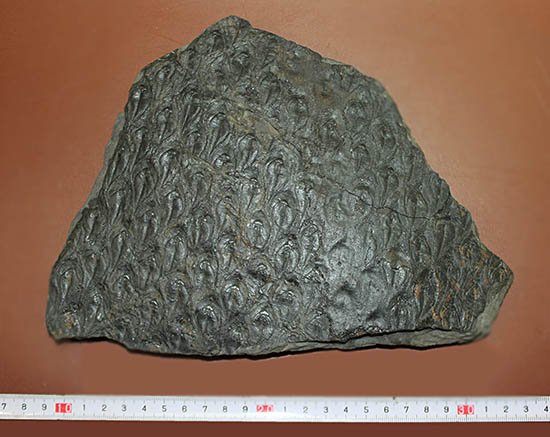 菱形のウロコ模様が明瞭。最高品質。石炭紀の巨木、レピドデンドロン(Lepidodendron)の樹皮の化石（その10）