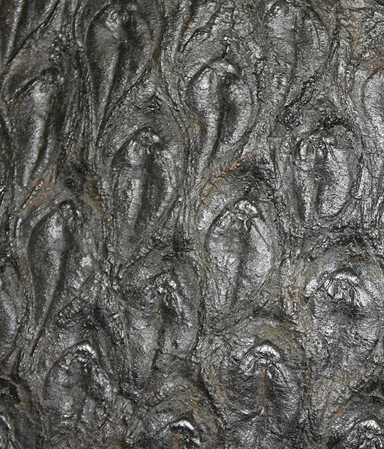 菱形のウロコ模様が明瞭。最高品質。石炭紀の巨木、レピドデンドロン(Lepidodendron)の樹皮の化石（その12）