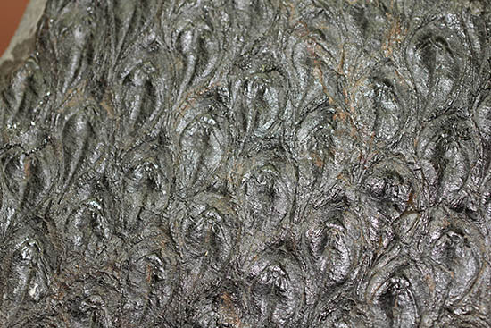 菱形のウロコ模様が明瞭。最高品質。石炭紀の巨木、レピドデンドロン(Lepidodendron)の樹皮の化石（その2）