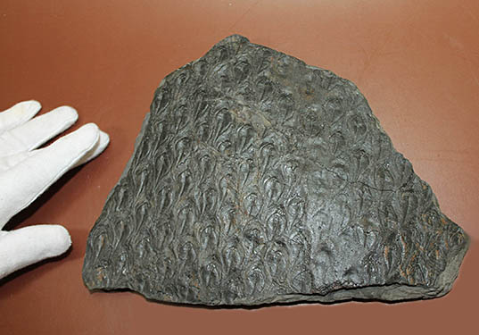 菱形のウロコ模様が明瞭。最高品質。石炭紀の巨木、レピドデンドロン(Lepidodendron)の樹皮の化石（その3）