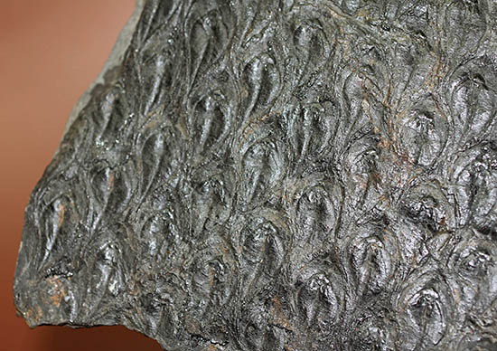 菱形のウロコ模様が明瞭。最高品質。石炭紀の巨木、レピドデンドロン(Lepidodendron)の樹皮の化石（その4）