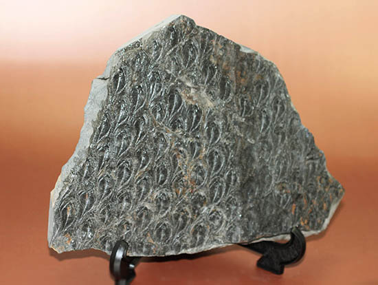 菱形のウロコ模様が明瞭。最高品質。石炭紀の巨木、レピドデンドロン(Lepidodendron)の樹皮の化石（その7）