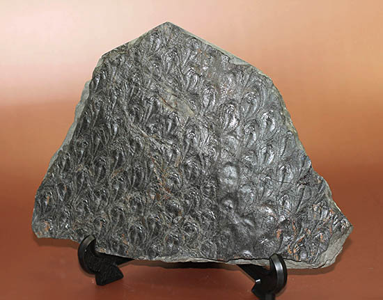 菱形のウロコ模様が明瞭。最高品質。石炭紀の巨木、レピドデンドロン(Lepidodendron)の樹皮の化石（その8）
