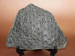 菱形のウロコ模様が明瞭。最高品質。石炭紀の巨木、レピドデンドロン(Lepidodendron)の樹皮の化石