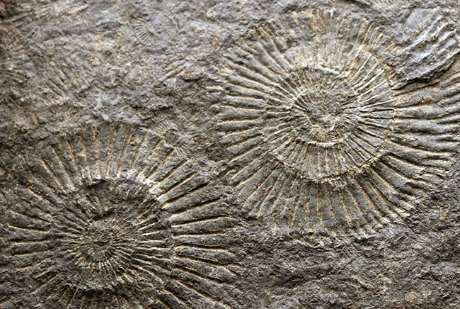 お手頃なサイズ。人気の黒ジュラのダクチリオセラス（Dactylioceras）のマルチプレート化石（その3）