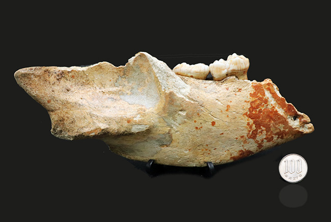 人類とも相対した氷河時代の巨大な絶滅熊、ホラアナグマ（Ursus spelaeus）の顎骨付き歯化石（その12）