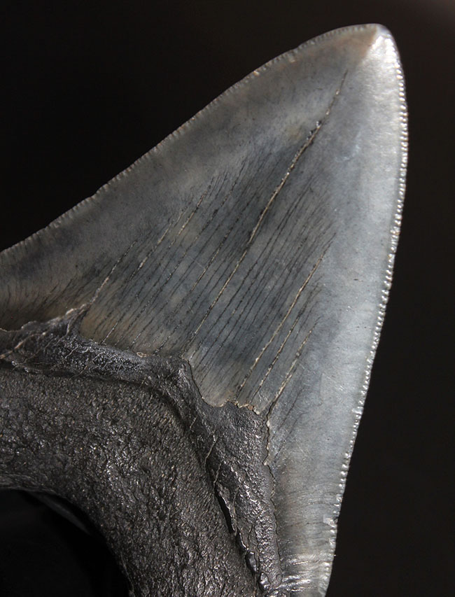 こだわりのあるコレクターに送る無補修、オールナチュラルの一級品。セレーションが完全保存されたメガロドン（Carcharodon megalodon）の歯化石（その1）