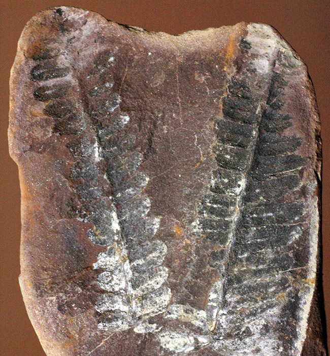 ちょっとマニアックなシダ、ネイロペリス（Neuroperis sp.）のノジュール化石。保存状態良好。（その5）