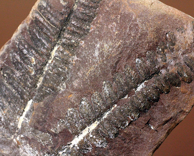 ちょっとマニアックなシダ、ネイロペリス（Neuroperis sp.）のノジュール化石。保存状態良好。（その8）