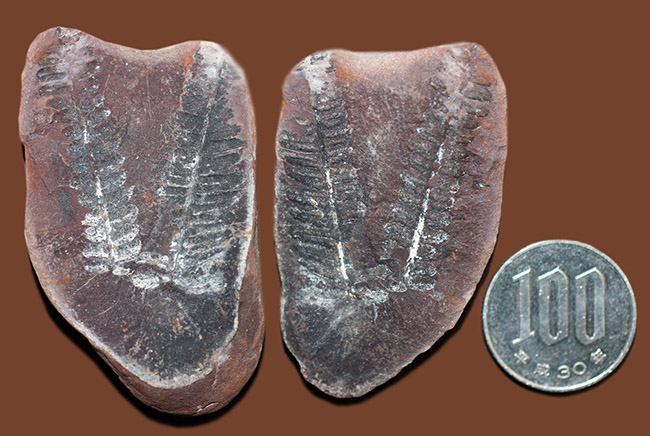 ちょっとマニアックなシダ、ネイロペリス（Neuroperis sp.）のノジュール化石。保存状態良好。（その9）