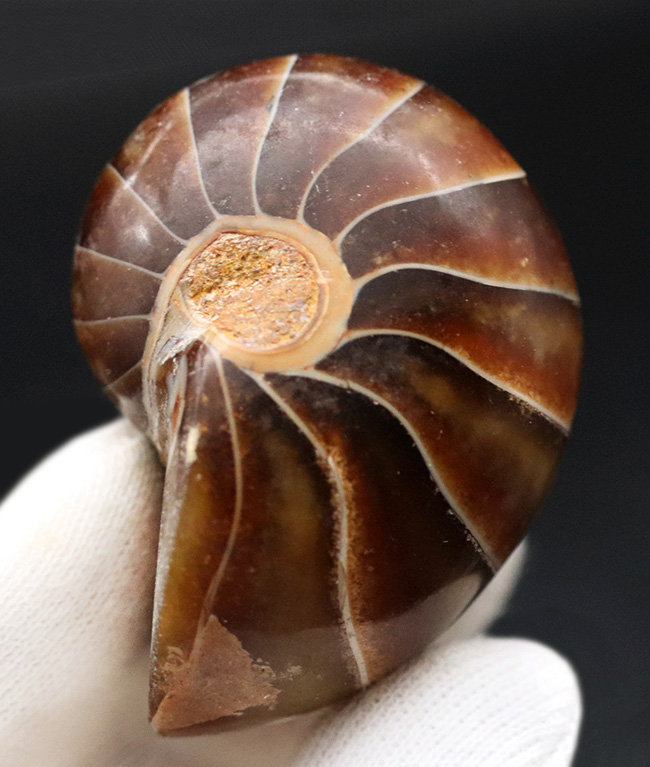 濃い飴色が美しい！典型的なオウムガイ（Nautilus）の化石（その2）
