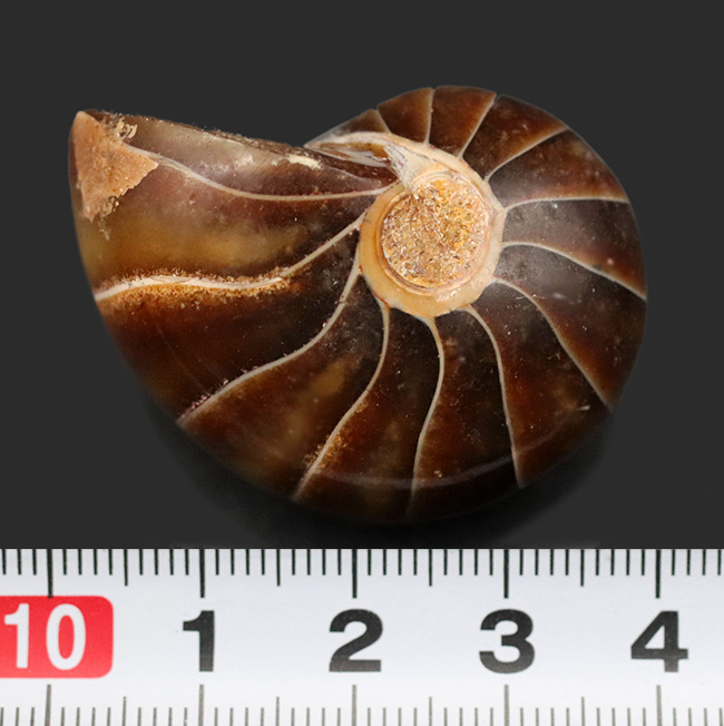 濃い飴色が美しい！典型的なオウムガイ（Nautilus）の化石（その7）