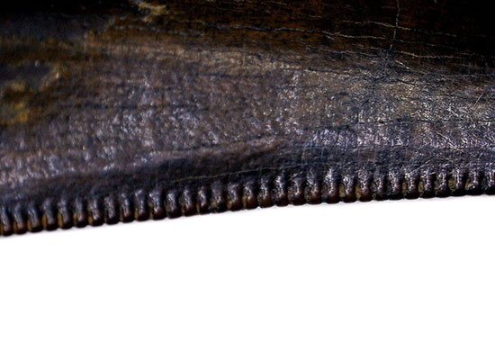 ナチュラルで鳥肌の立つ保存状態！これぞコレクション品！ティラノサウルス・レックスの幼体の歯化石（その12）