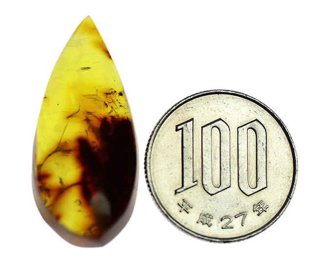 およそ４０００万年前の植物片を内包した透明度の高いドロップ型のバルト海産琥珀（Amber）（その7）