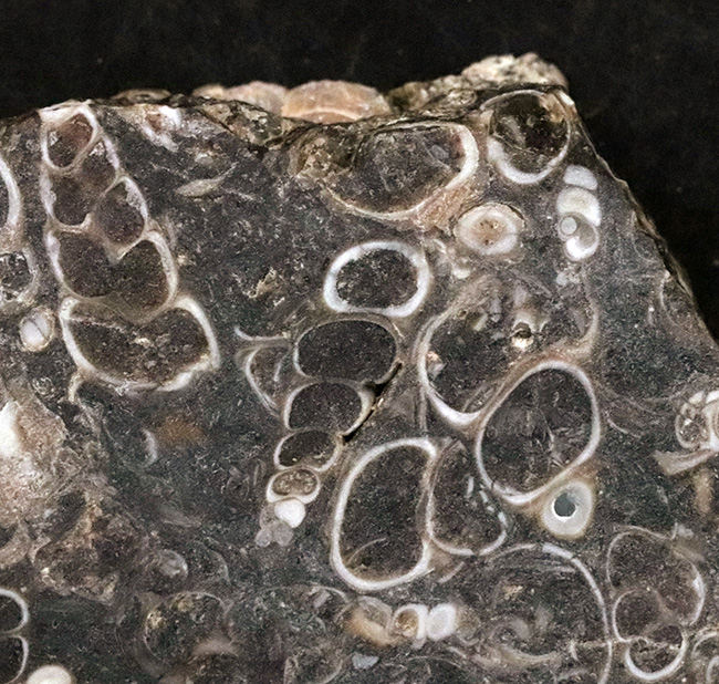 米国ワイオミング州、グリーン・リバー層より採集された、巻き貝ツリテラ（Turritella）の群集標本（その1）