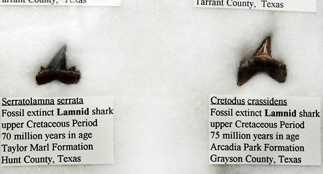 これぞ見本市！米国テキサス州で採集された白亜紀の１２種類のサメの歯化石。展示ケース付き。（その6）
