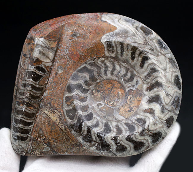 渦を巻いたものと真っ直ぐなもの。古生代の頭足類、ゴニアタイトとオルソセラスが同居した面白い化石（その3）