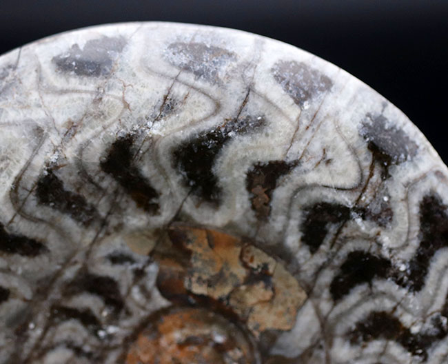 渦を巻いたものと真っ直ぐなもの。古生代の頭足類、ゴニアタイトとオルソセラスが同居した面白い化石（その8）