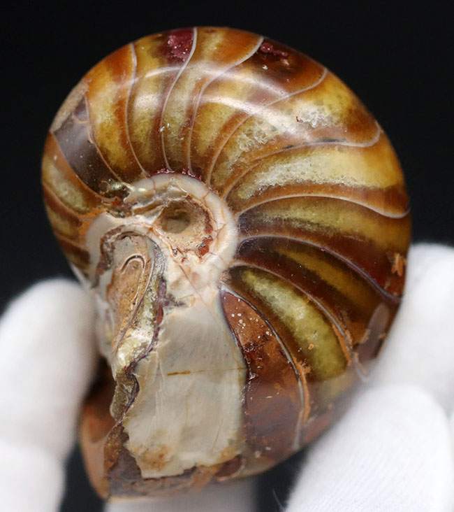 飴色に輝く美しきオウムガイ（Nautilus）の化石（その1）