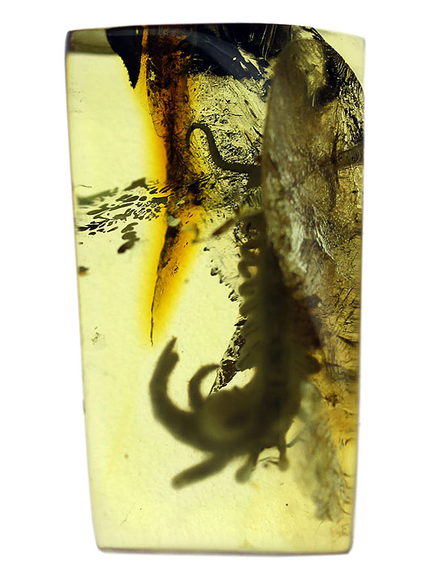 エクストリームレア！およそ4千万年前のムカデを内包したバルト海産琥珀。専用ケース付き。（その6）