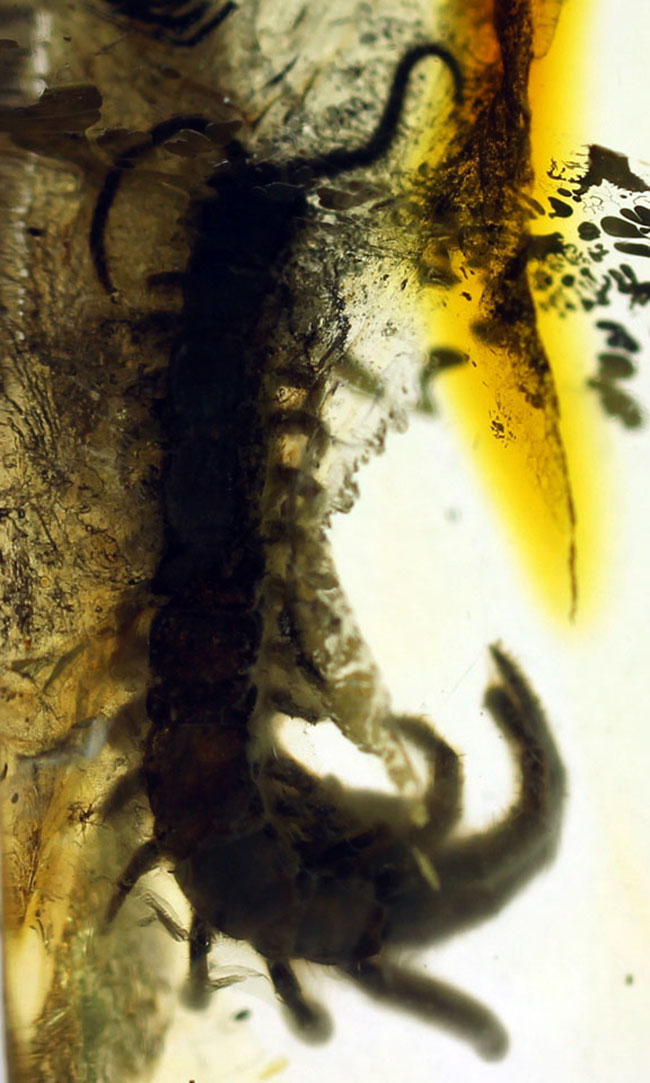 エクストリームレア！およそ4千万年前のムカデを内包したバルト海産琥珀。専用ケース付き。（その7）