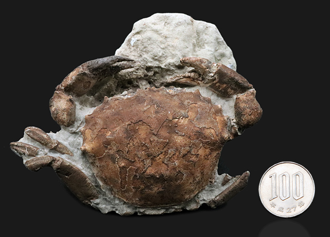 １０センチに達する、極めて立派なカニの化石。甲羅、ハサミ、足など各部が残存！アルゼンチンの中新世の地層から採集（その11）