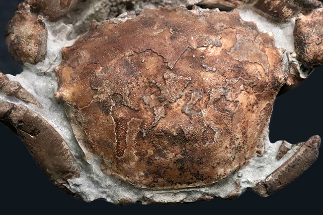 １０センチに達する、極めて立派なカニの化石。甲羅、ハサミ、足など各部が残存！アルゼンチンの中新世の地層から採集（その4）