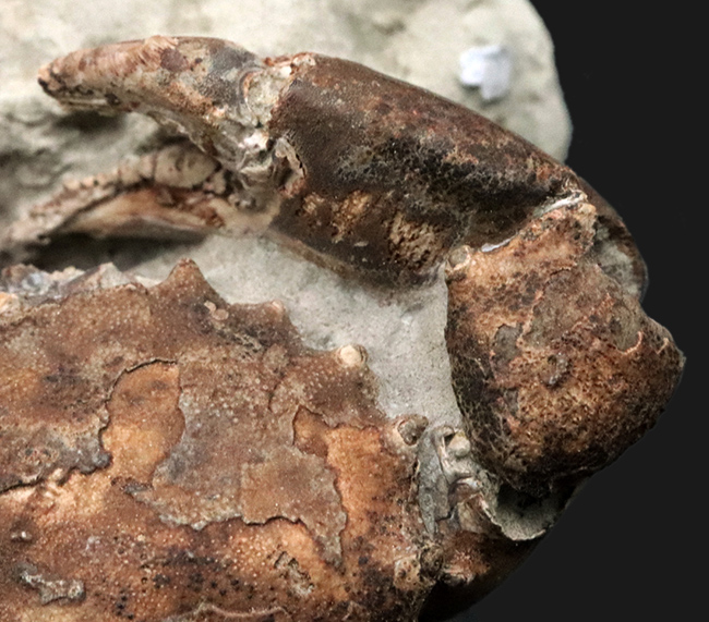 １０センチに達する、極めて立派なカニの化石。甲羅、ハサミ、足など各部が残存！アルゼンチンの中新世の地層から採集（その6）
