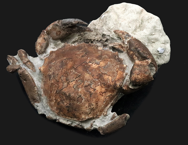 １０センチに達する、極めて立派なカニの化石。甲羅、ハサミ、足など各部が残存！アルゼンチンの中新世の地層から採集（その7）