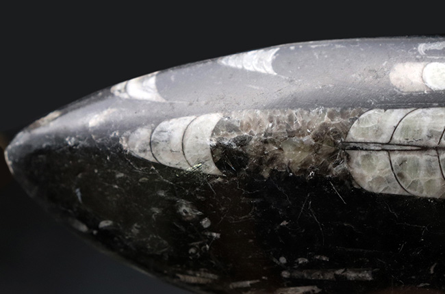 ビッグサイズ！直線計測１２７ミリの大判標本、多数のオルソセラス（Orthoceras）を内包したマルチプレート化石。アンモナイトの祖先（その5）