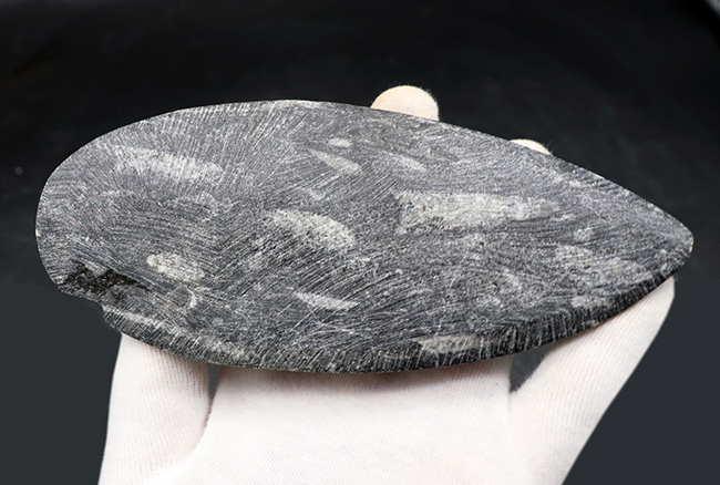 ビッグサイズ！直線計測１２７ミリの大判標本、多数のオルソセラス（Orthoceras）を内包したマルチプレート化石。アンモナイトの祖先（その7）