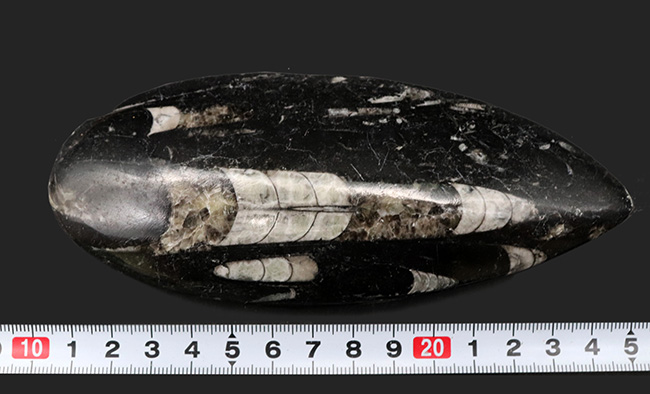 ビッグサイズ！直線計測１２７ミリの大判標本、多数のオルソセラス（Orthoceras）を内包したマルチプレート化石。アンモナイトの祖先（その8）