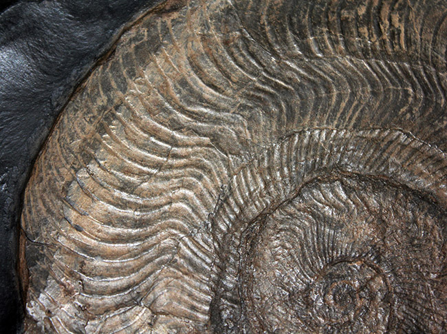 名産地、黒ジュラの名で知られる、ホルツマーデン産！紛れもない博物館級標本！左右６０センチ、重量１０キログラムを超える、ハルポセラス（Harpoceras sp.）の完全体（二体）が保存されたマルチプレート化石（その3）