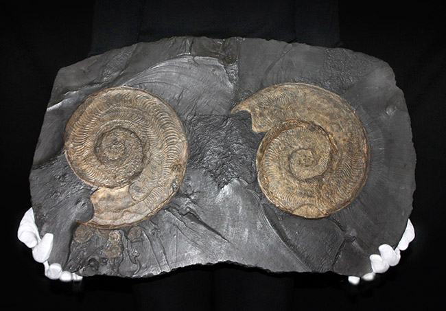 名産地、黒ジュラの名で知られる、ホルツマーデン産！紛れもない博物館級標本！左右６０センチ、重量１０キログラムを超える、ハルポセラス（Harpoceras sp.）の完全体（二体）が保存されたマルチプレート化石（その8）