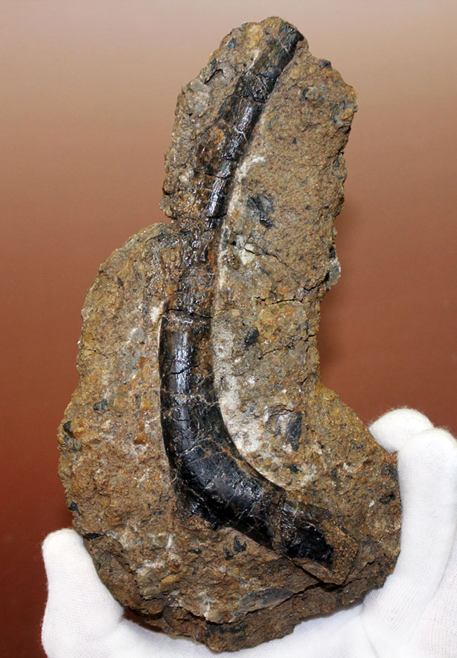独特の黒光り、モリソン動物群の一角をなすカンプトサウルス（Camptosaurus sp.）の肋骨化石。母岩付き。（その1）