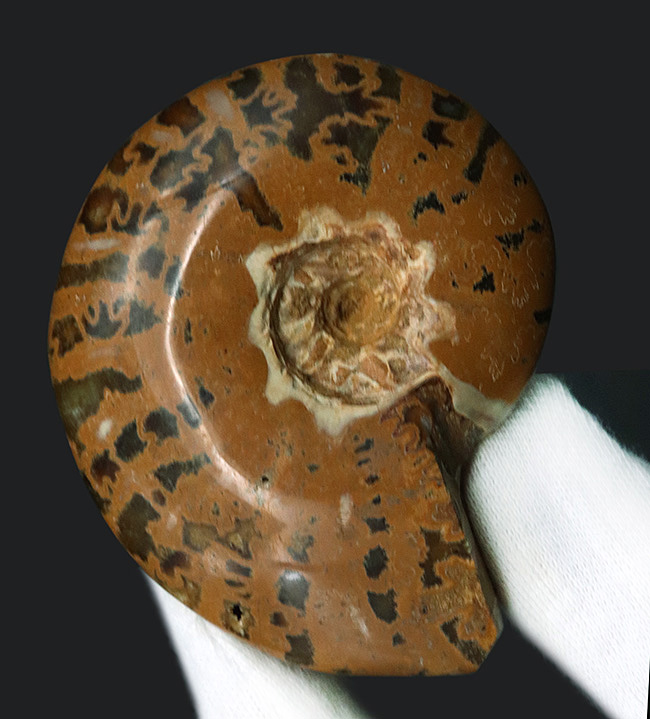 虎柄模様がユニークなマダガスカル産アンモナイト（Ammonite）（その1）